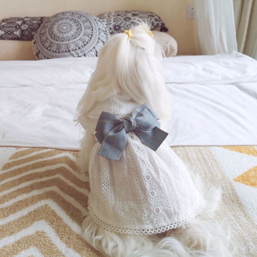 Summer Pet Cotton Little White Dress